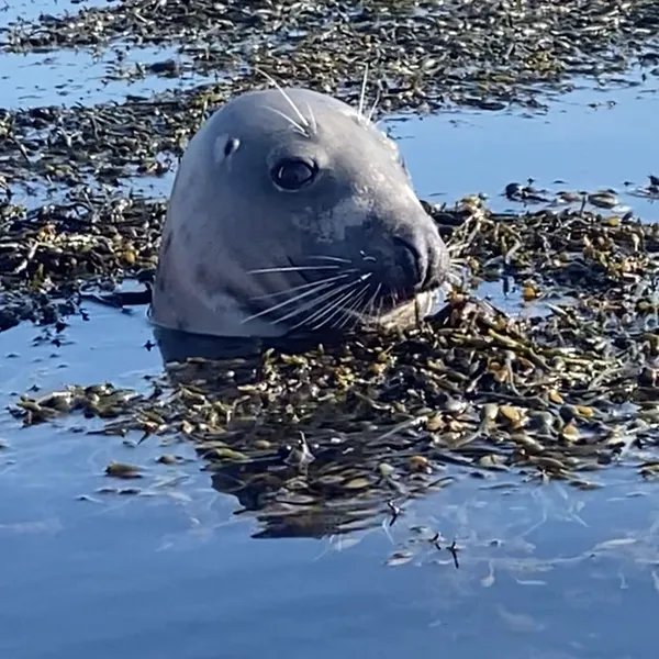 Seal in sea surrounded with sea-weed